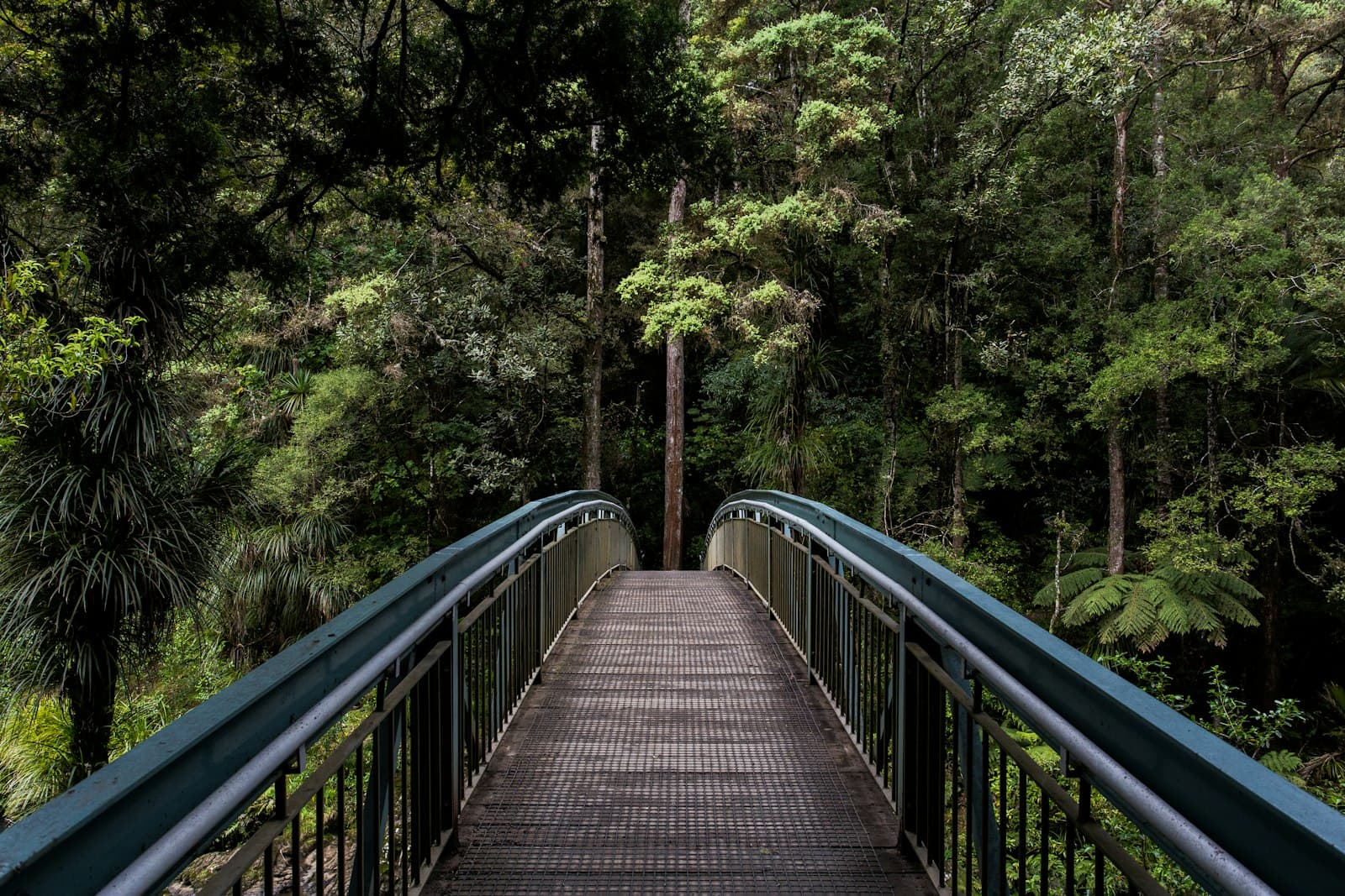 A timber boardwalk winding through tall rainforest